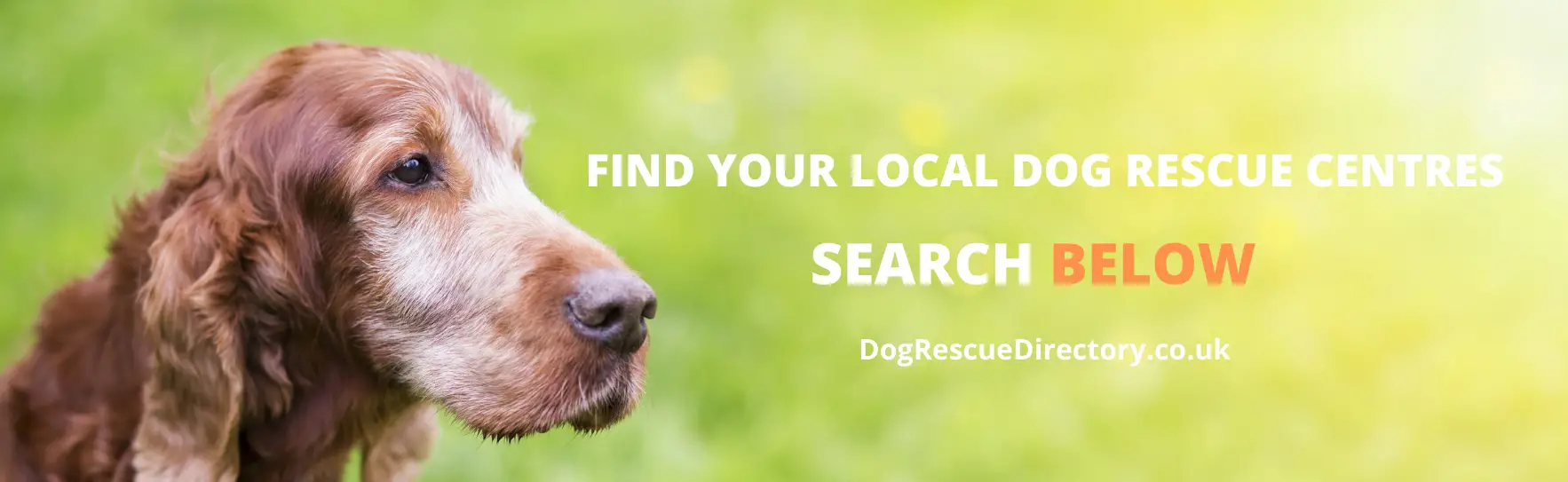Top 10 Local Dog Rescue Organizations Find the Perfect Match for Your Furry Friend