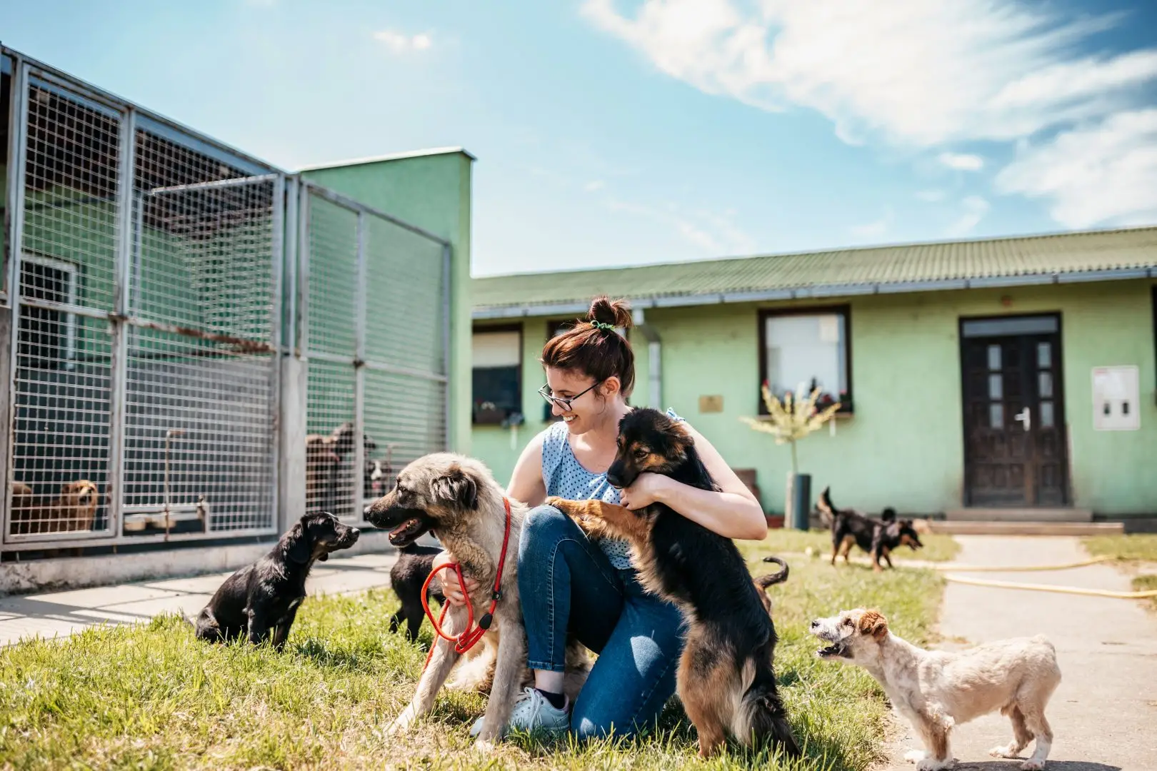 Top 5 Animal Adoption Organizations to Support in 2023