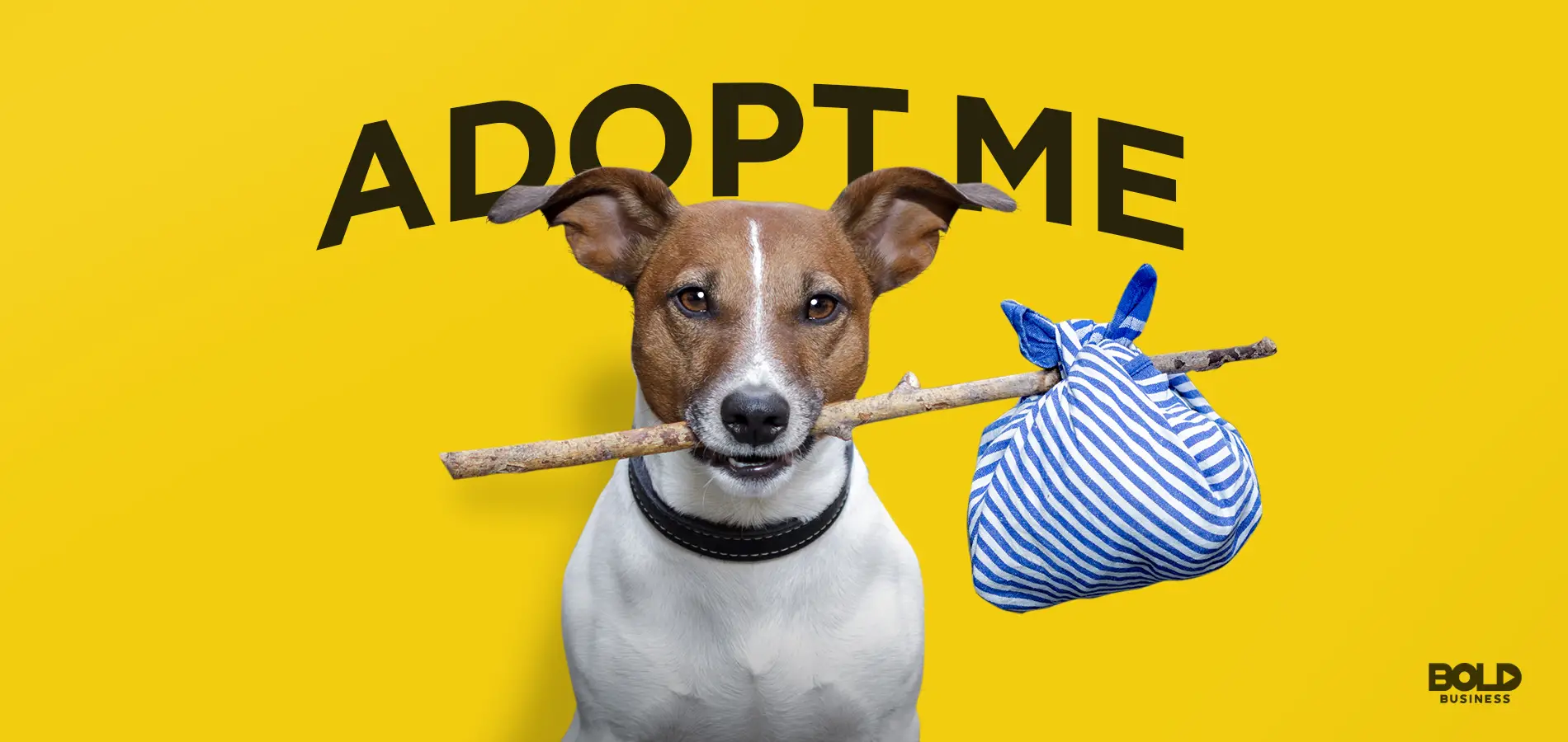 Top 5 Animal Adoption Organizations to Support in 2023