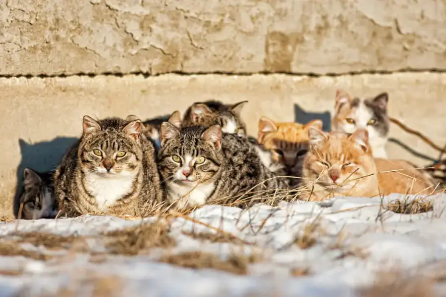 How Allies and Pals are Working to Rescue More Cats