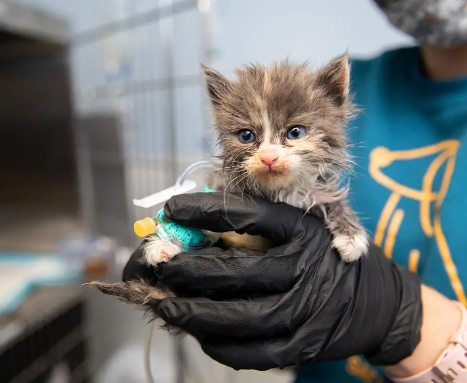 How Allies and Pals are Working to Rescue More Cats