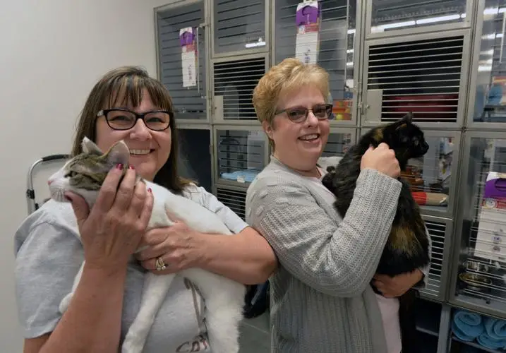 How Allies and Pals are Working to Rescue More Cats