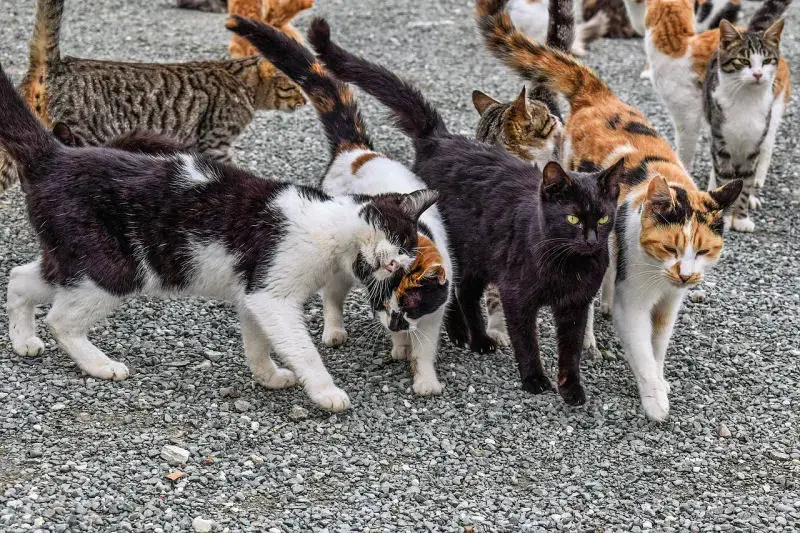 How Allies and Pals are Working to Rescue More Cats