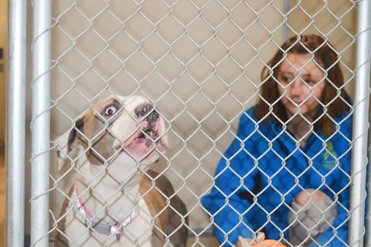 Claws Animal Shelter Providing Hope and Homes for Abandoned Animals