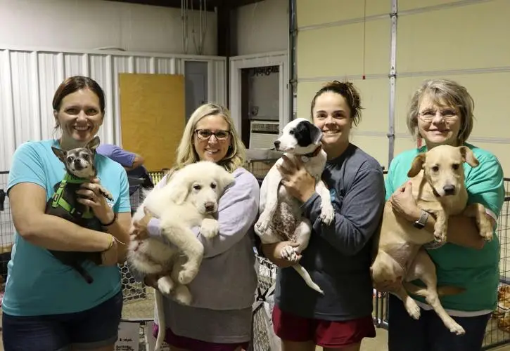 Claws Animal Shelter Providing Hope and Homes for Abandoned Animals
