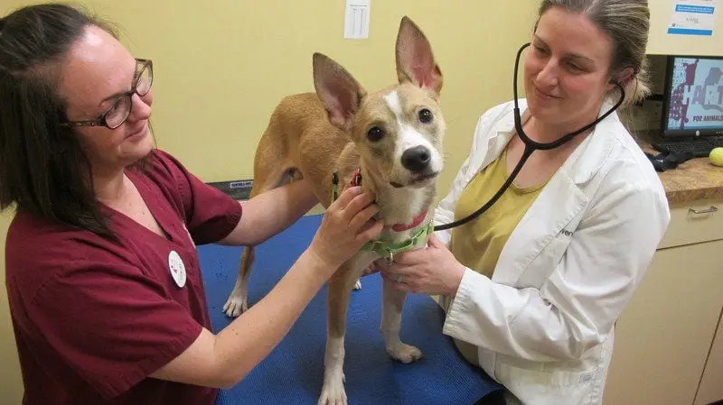 Hart Homeless Animal Rescue Team Saving Lives One Animal at a Time