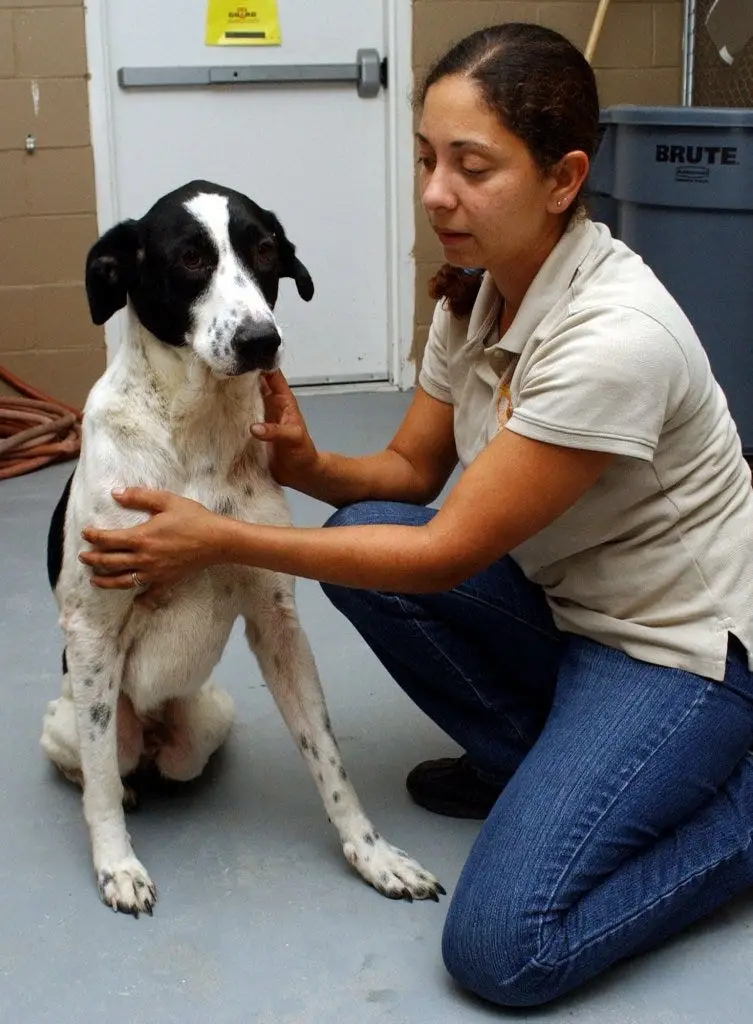 Hart Homeless Animal Rescue Team Saving Lives One Animal at a Time