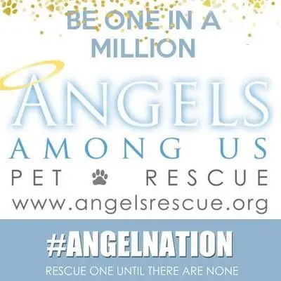 Angel Among Us Pet Rescue - Saving the Lives of Abandoned Animals