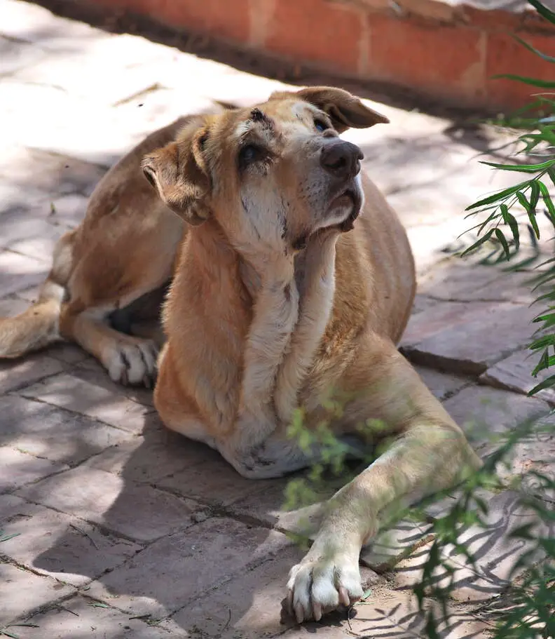 Sunshine Friends Cat and Dog Rescue Saving Lives One Paw at a Time