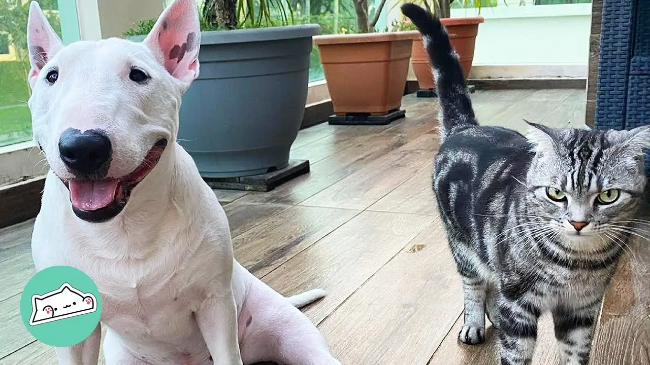 Sunshine Friends Cat and Dog Rescue Saving Lives One Paw at a Time