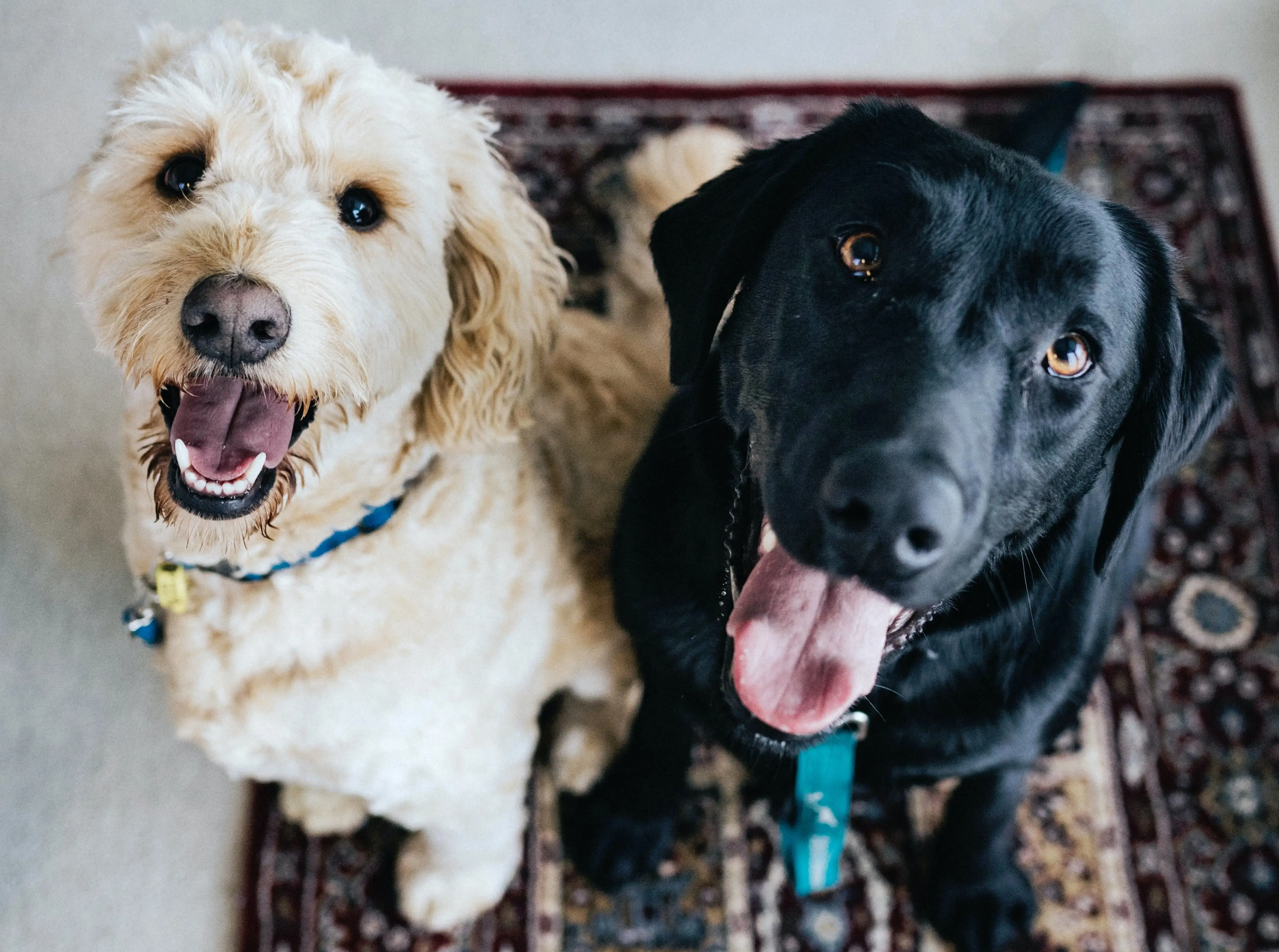 Sunshine Friends Cat and Dog Rescue Saving Lives One Paw at a Time