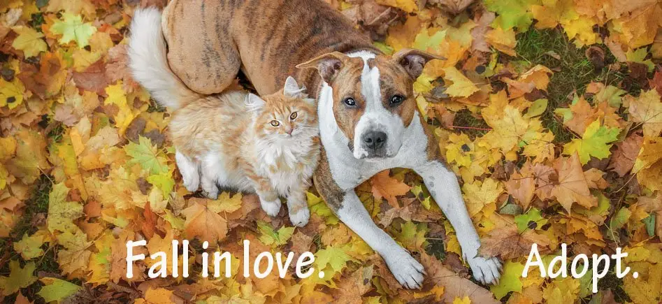 Find Non-Profit Pet Organizations Near You Local Animal Charities