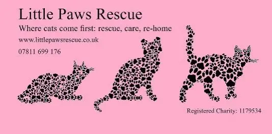 Little Paws Animal Rescue Adoption, Volunteering, Events More