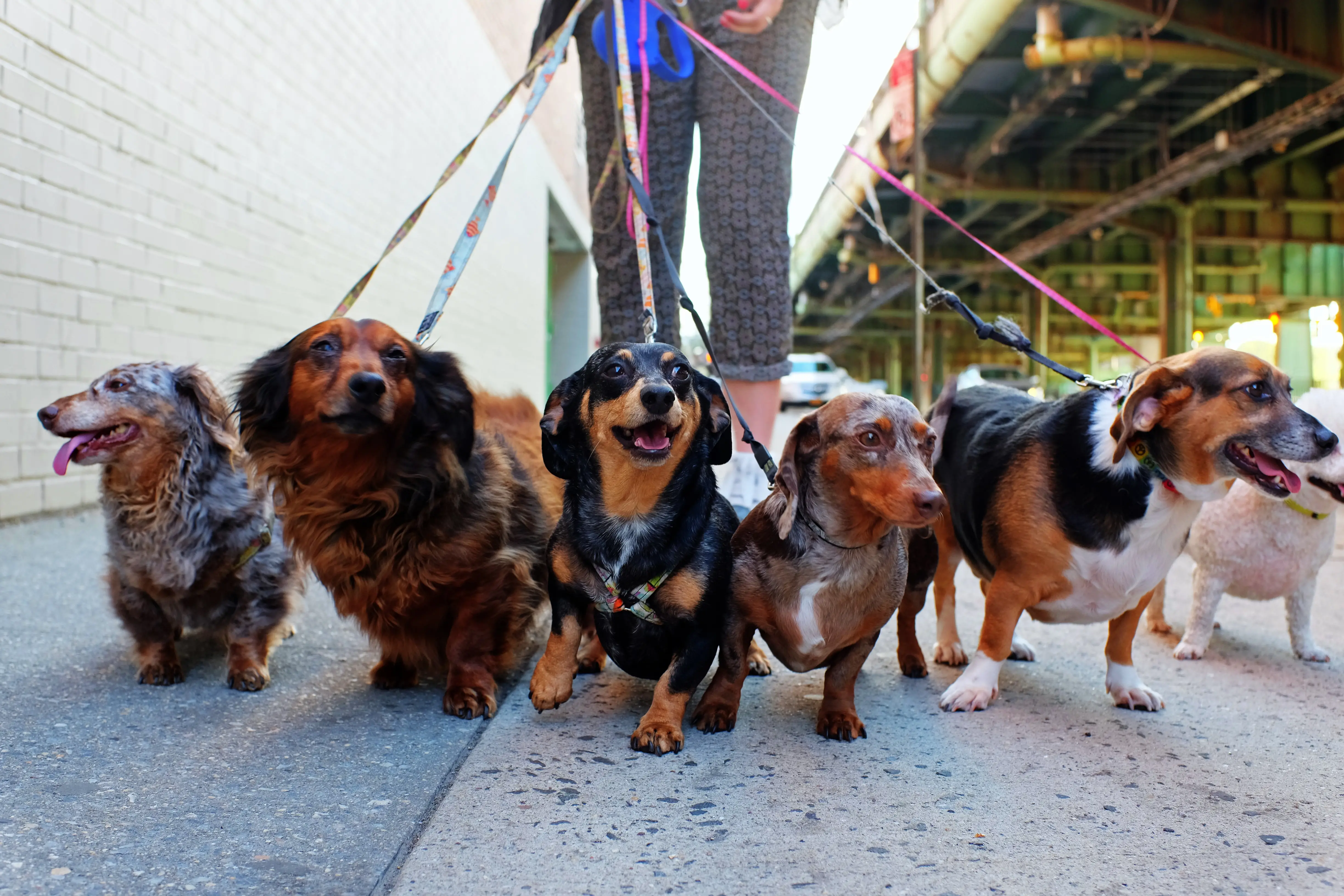 Muddy Paws Dog Rescue Saving Strays One Paw at a Time