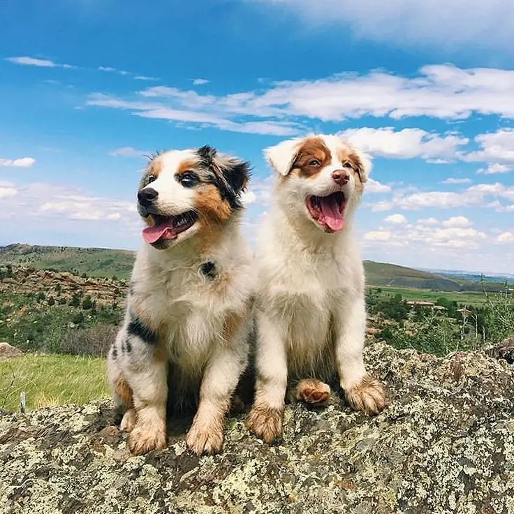 Muddy Paws Dog Rescue Saving Strays One Paw at a Time