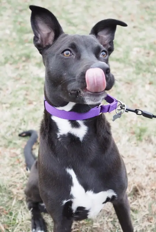 Muddy Paws Dog Rescue Saving Strays One Paw at a Time