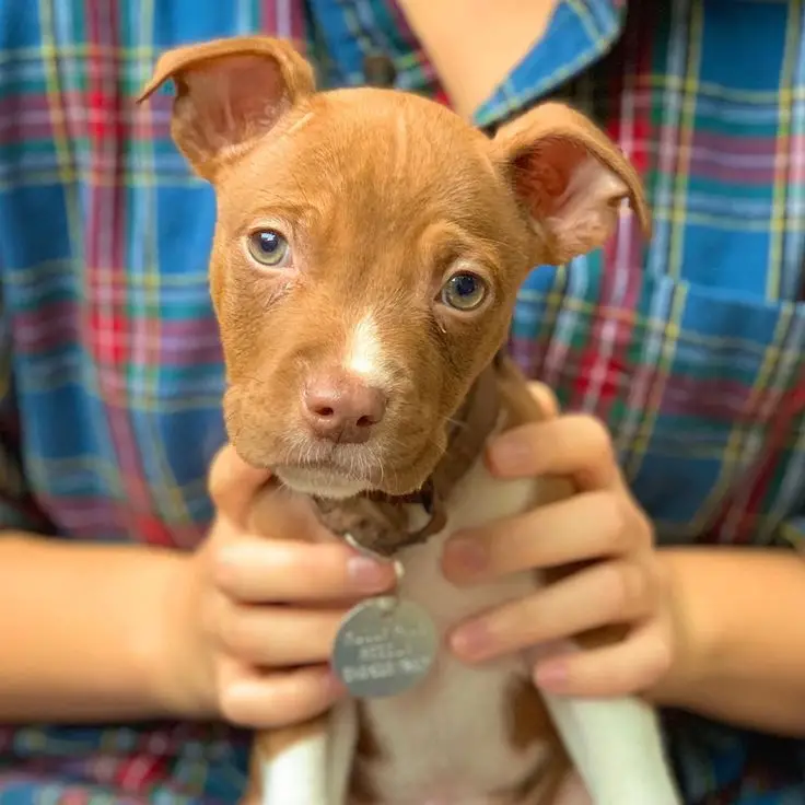 Muddy Paws Dog Rescue Saving Strays One Paw at a Time