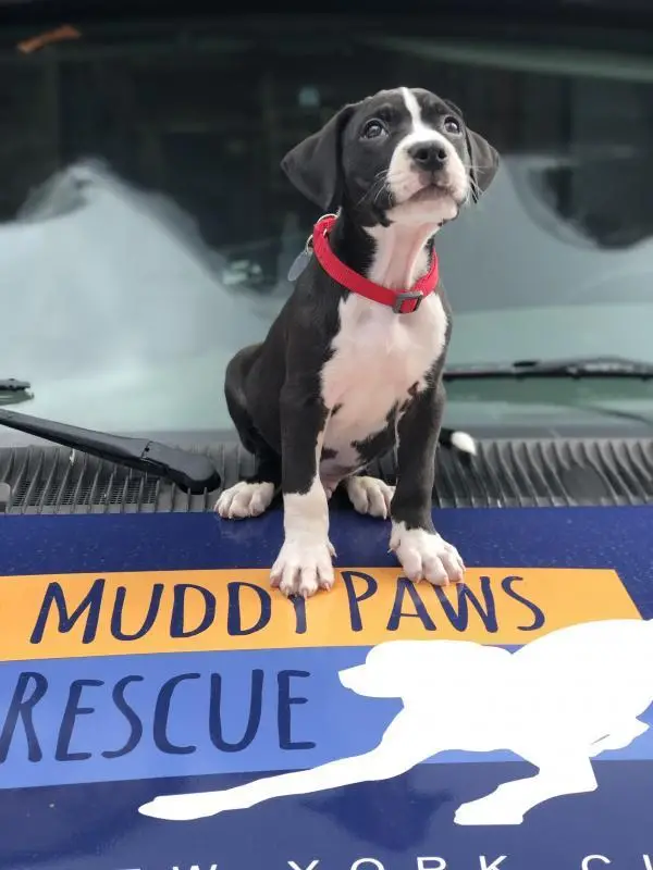 Muddy Paws Dog Rescue Saving Strays One Paw at a Time