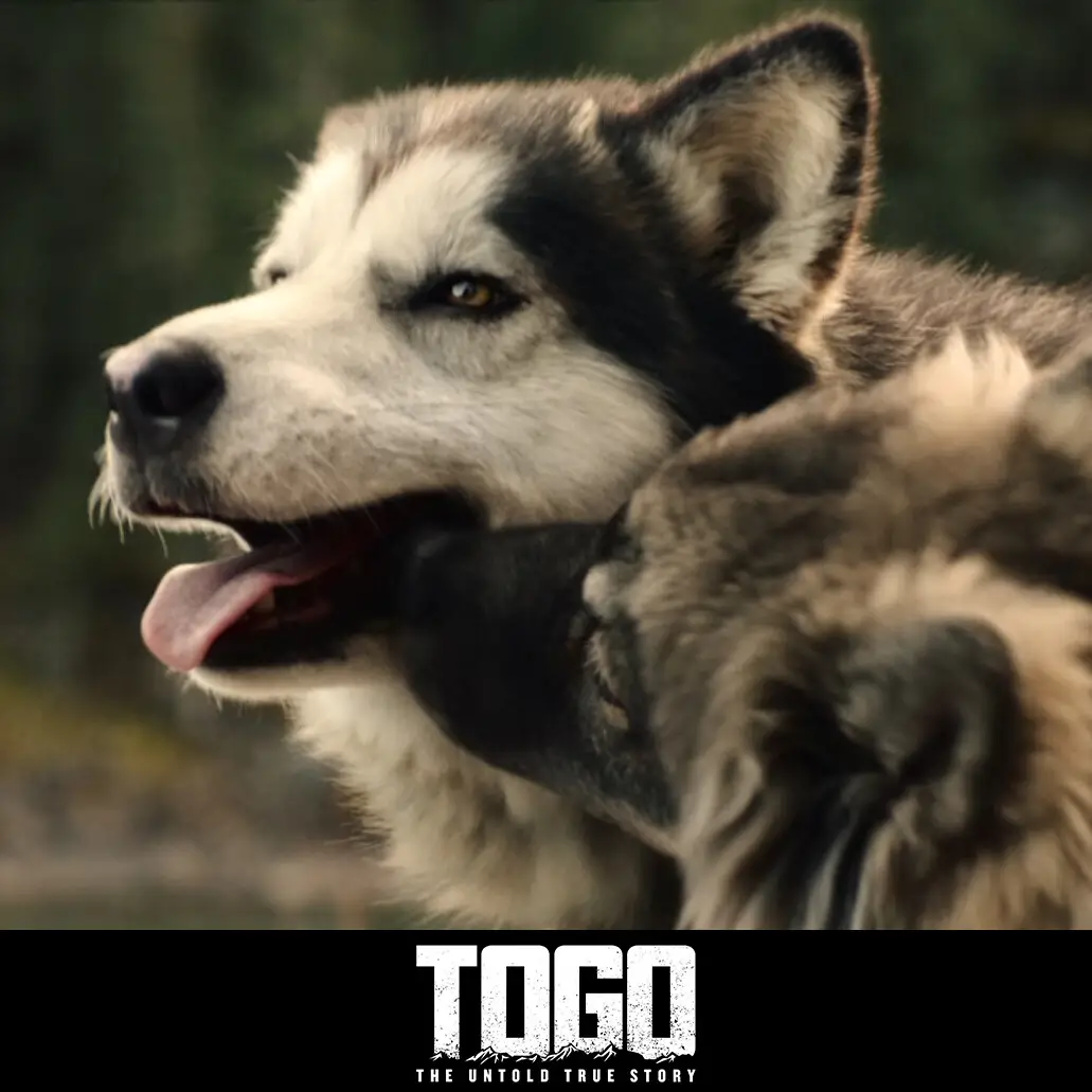 The Togo Dog Story An Inspiring Tale of Bravery and Loyalty