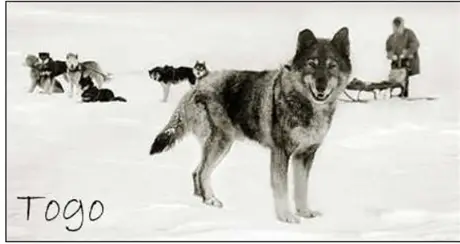 The True Story of Balto and Togo - Heroes of the Iditarod Race