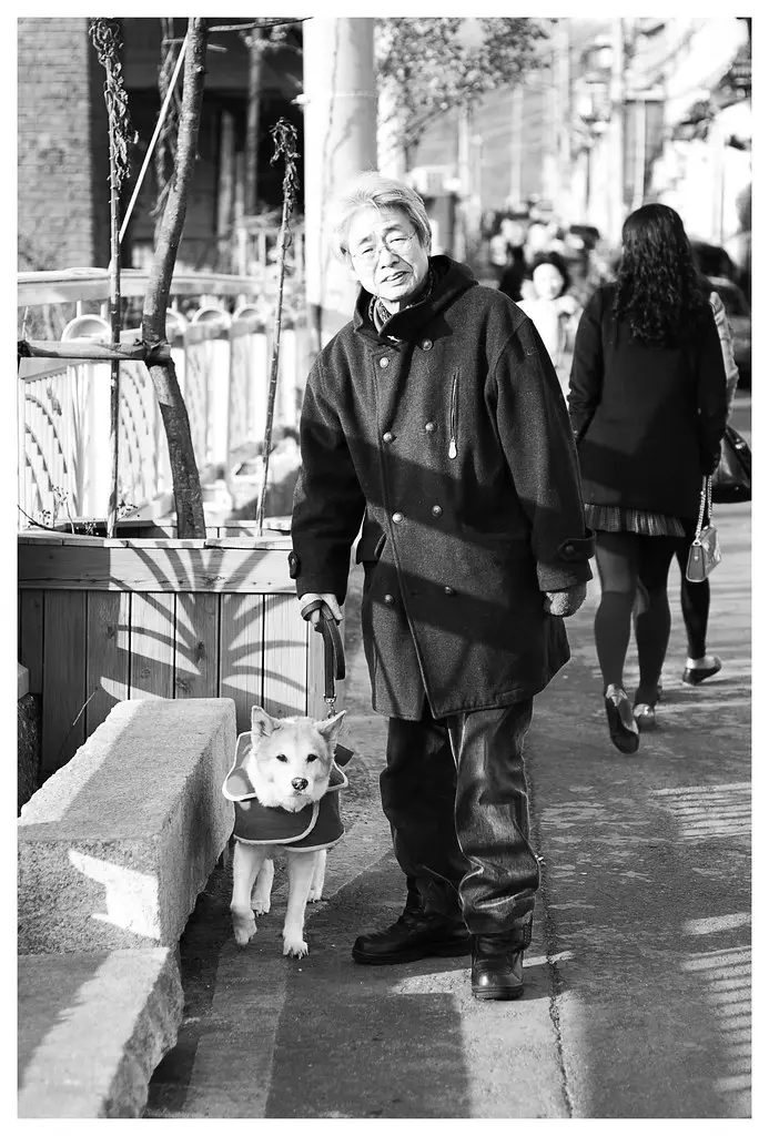 Uncovering the Fascinating Story of the Real Hachiko