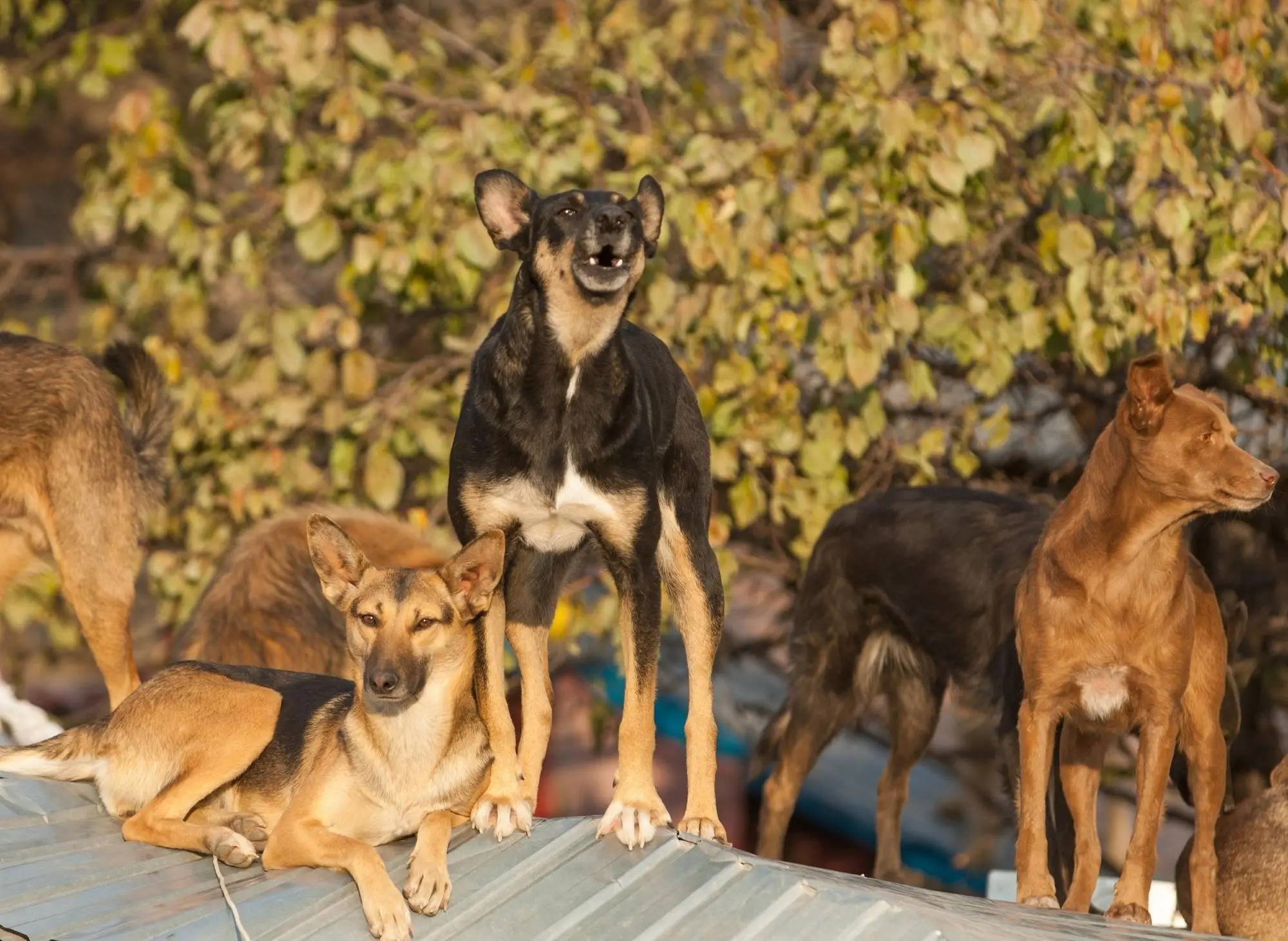 The Bravest Dog Ever A True Tale of Heroism and Loyalty