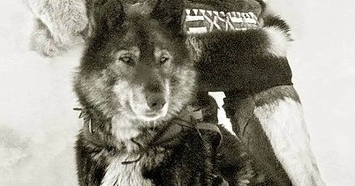 the bravest dog ever the true story of balto