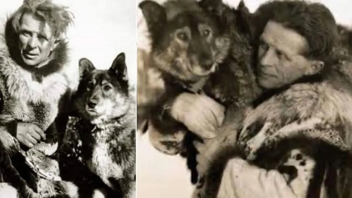 the bravest dog ever the true story of balto