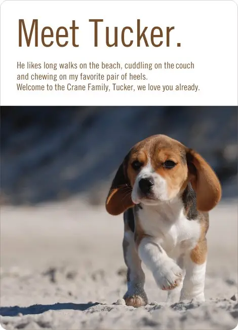The Heartwarming Story of My Loyal Pet Dog