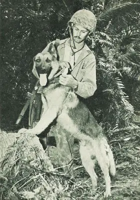 The Inspiring Story of Smoky the War Dog A True Hero in Times of Conflict
