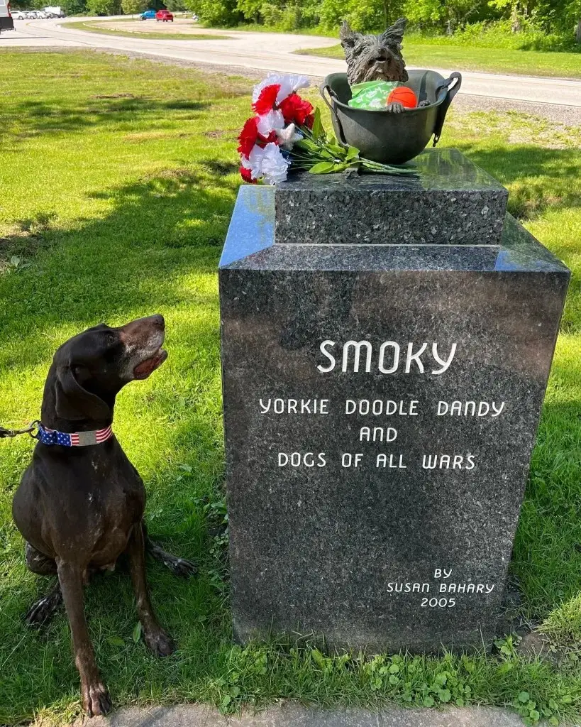 The Inspiring Story of Smoky the War Dog A True Hero in Times of Conflict