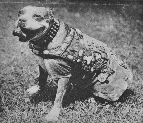 The Inspiring Story of Smoky the War Dog A True Hero in Times of Conflict