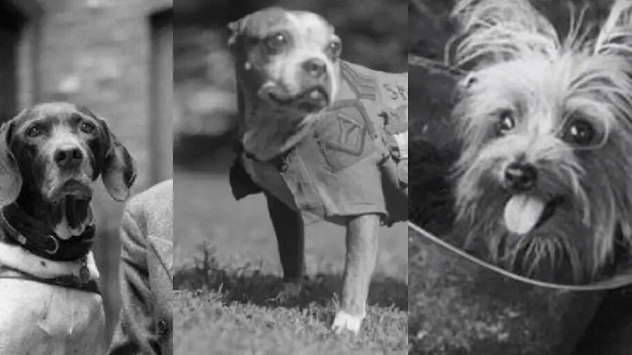 The Inspiring Story of Smoky the War Dog A True Hero in Times of Conflict