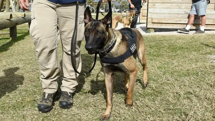 Navy Seal Dog Handler An Insider Look at the Elite Force