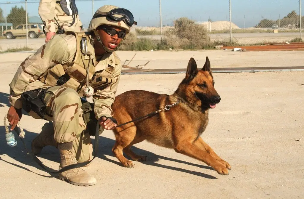 Navy Seal Dog Handler An Insider Look at the Elite Force