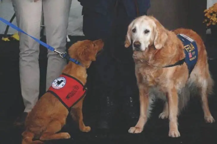 Heroic dog stories Protecting Their Humans 