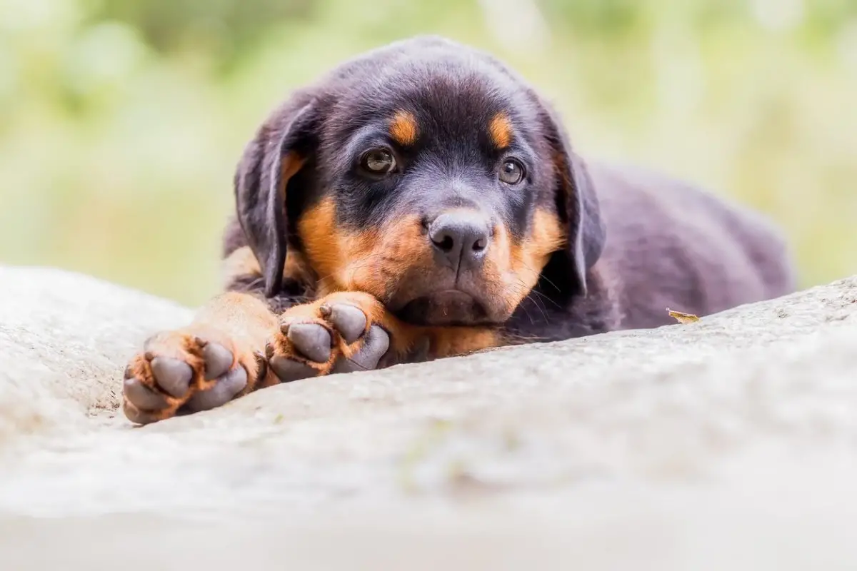 Heroic dog stories Protecting Their Humans 