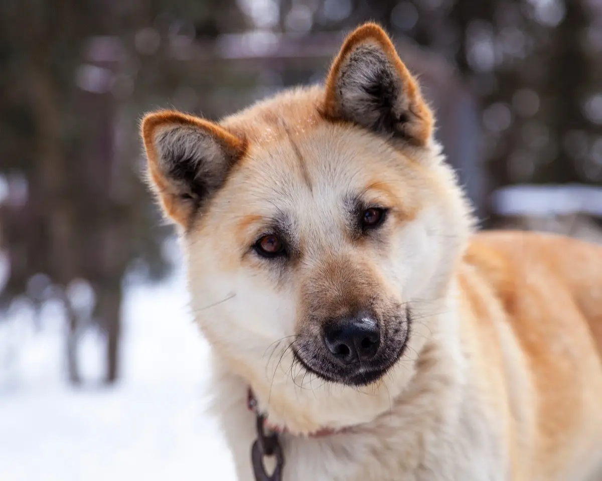 The Heartwarming Journey of an Akita Dog A Tale of Loyalty and Love