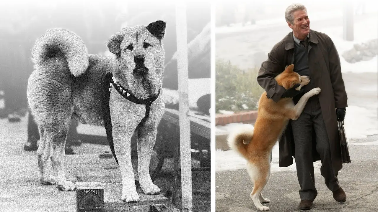 The Heartwarming Journey of an Akita Dog A Tale of Loyalty and Love