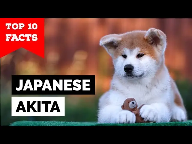 The Heartwarming Journey of an Akita Dog A Tale of Loyalty and Love