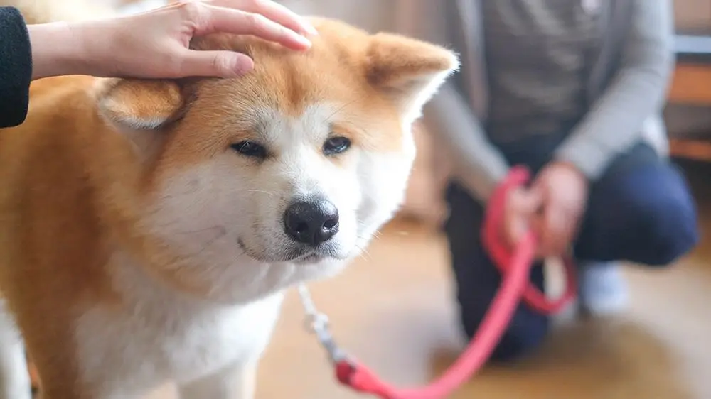 The Heartwarming Journey of an Akita Dog A Tale of Loyalty and Love