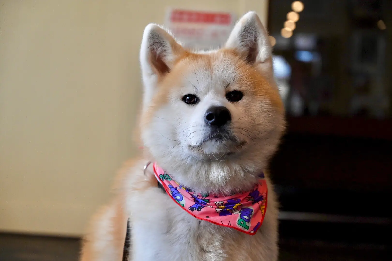 The Heartwarming Journey of an Akita Dog A Tale of Loyalty and Love