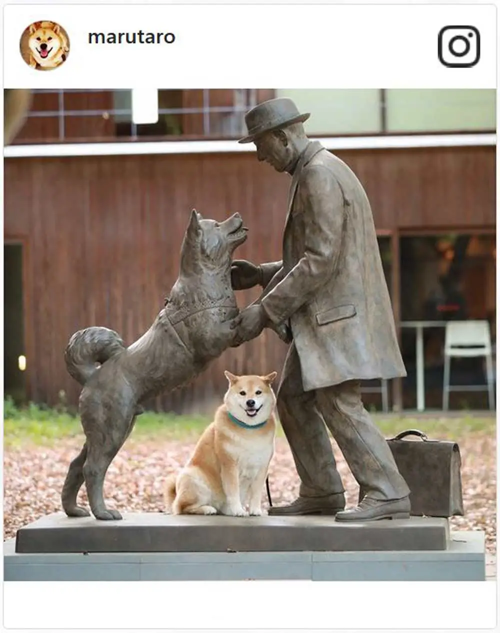 The Heartwarming Journey of an Akita Dog A Tale of Loyalty and Love