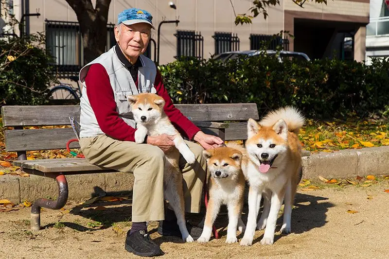 The Heartwarming Journey of an Akita Dog A Tale of Loyalty and Love
