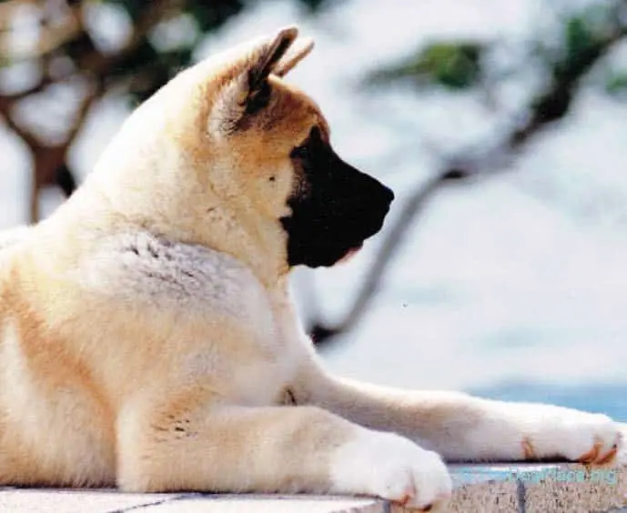 The Heartwarming Journey of an Akita Dog A Tale of Loyalty and Love