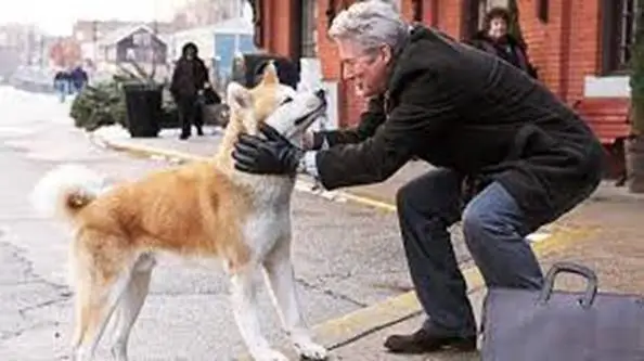 The Heartwarming Journey of an Akita Dog A Tale of Loyalty and Love