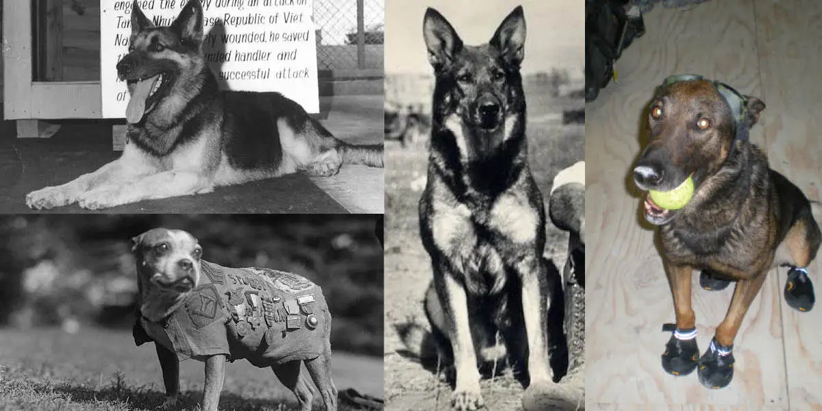 The Heroic Role of American War Dogs A Look at Their Impact