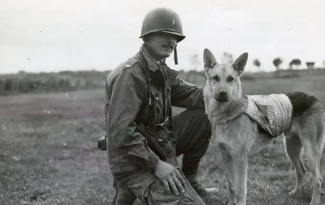 The Heroic Role of American War Dogs A Look at Their Impact