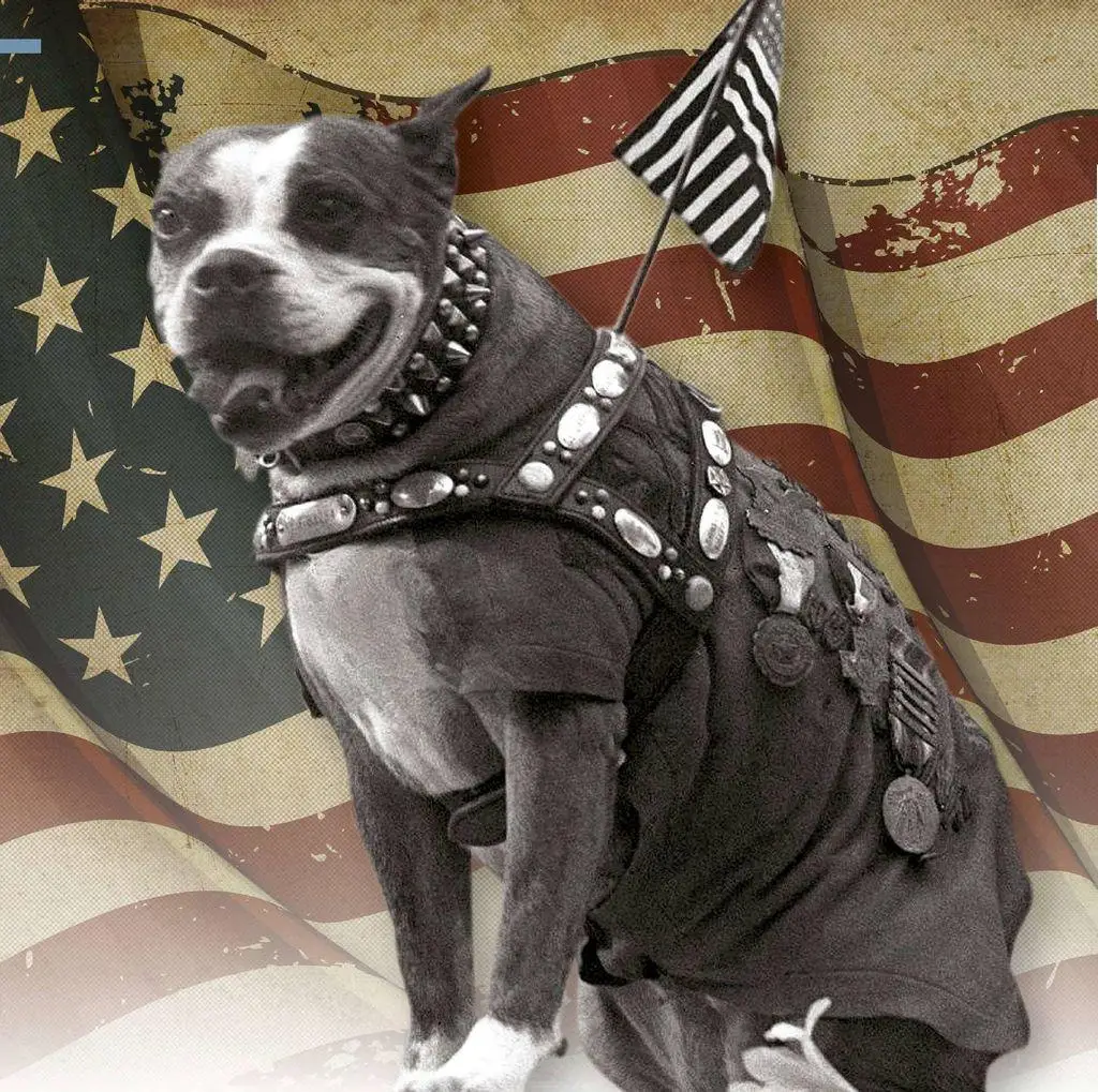 The Heroic Role of American War Dogs A Look at Their Impact