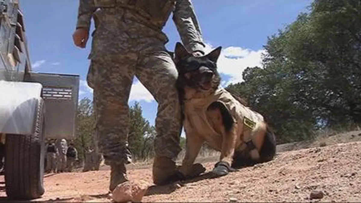 The Heroic Role of American War Dogs A Look at Their Impact